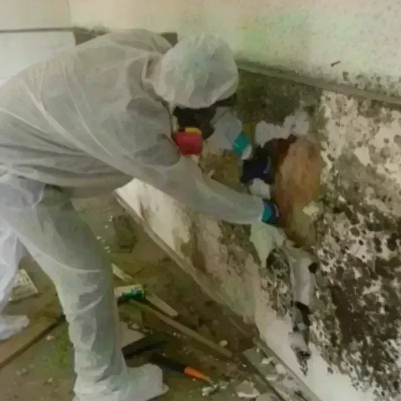 Mold Remediation and Removal in Twin Lakes, VA